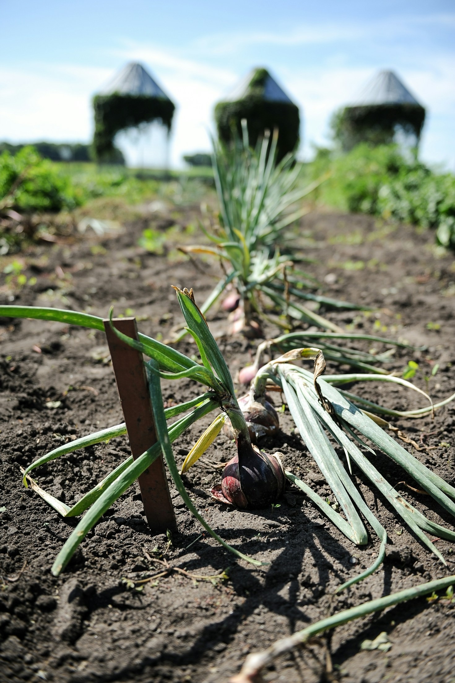 How Irish Farms Are Leading Organic Agriculture